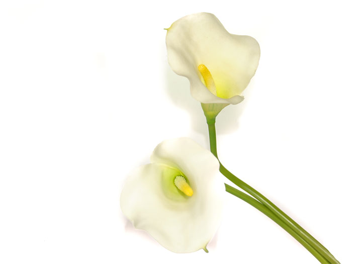 clip art calla lily flower - photo #33