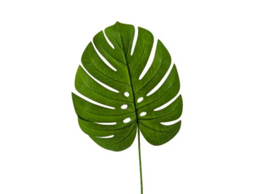 Leaf Monstera