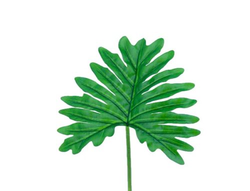 Leaf Philodendro