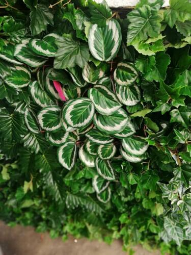 Allestimento giardino verticale artificiale da esterno presso negozio abbigliamento Surf In Paradise di Parma