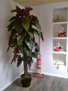 Allestimento fiori, piante artificiali presso palestra di Reggio Emilia