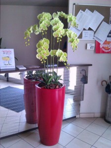 Allestimento fiori, piante artificiali presso palestra di Reggio Emilia